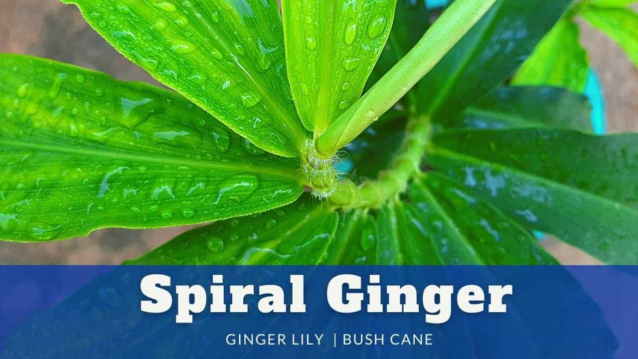 Spiral Ginger plant