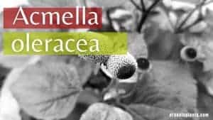 Read more about the article Acmella oleracea | Toothache Plant | Paracress