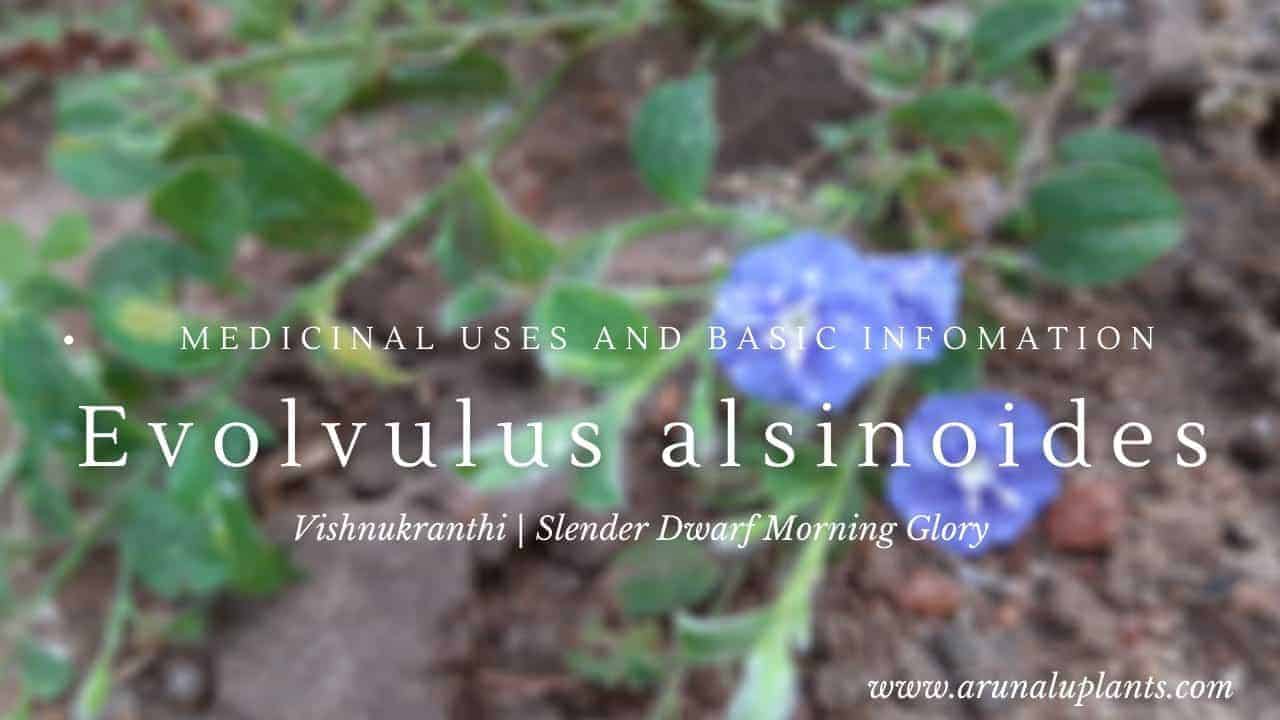 Read more about the article Evolvulus alsinoides | Vishnukranthi