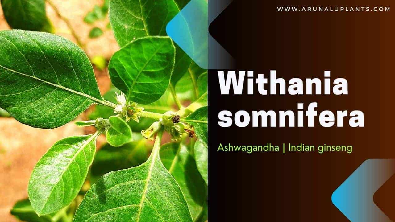 Read more about the article Withania somnifera | Ashwagandha | Indian Ginseng