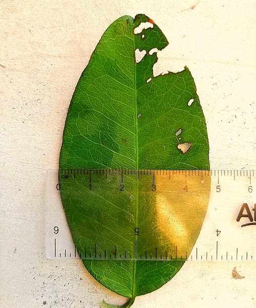 yaki naran leaf