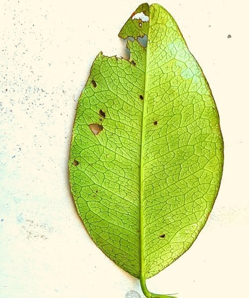 yaki naran plant leaves