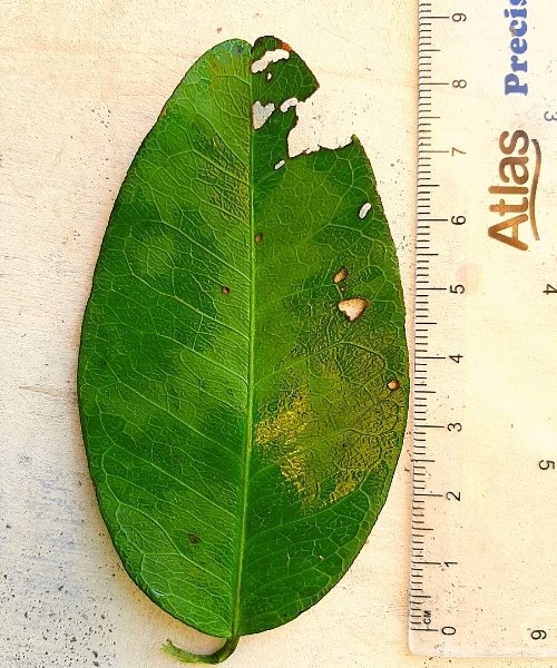 yaki naran tree leaves