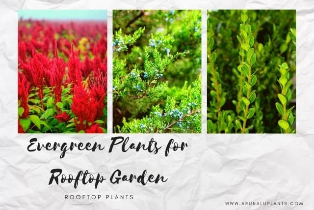 evergreen plants for rooftop garden
