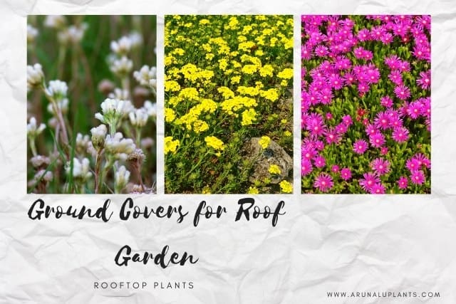 ground covers for roof garden