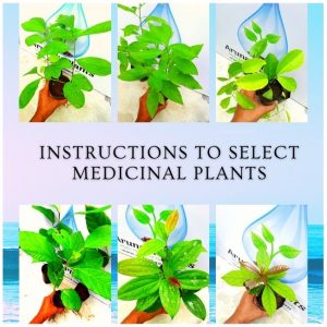 instructions to select medicinal plants