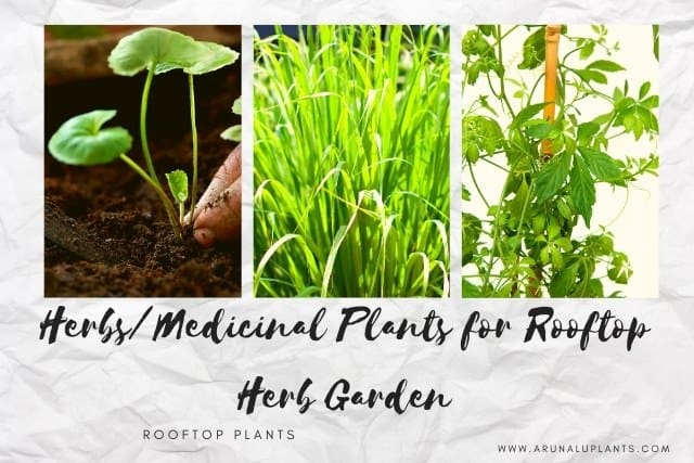 medicinal plants for rooftop herb garden