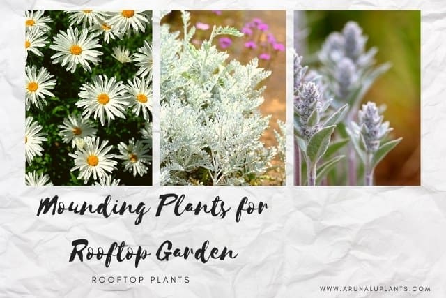 mounding plants for rooftop garden