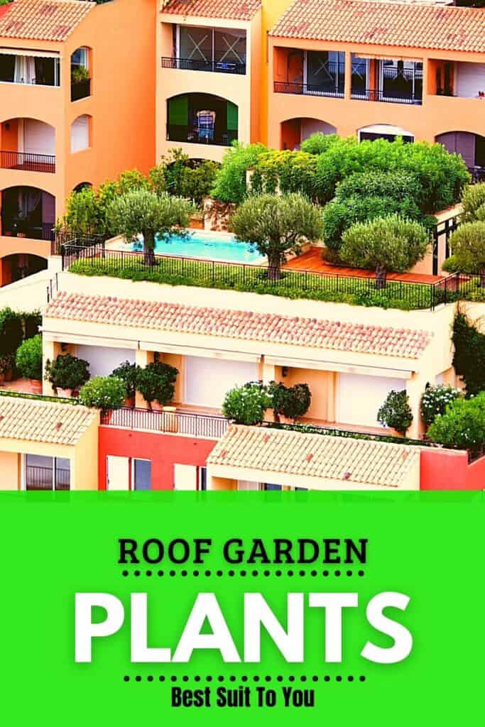 roof garden plants