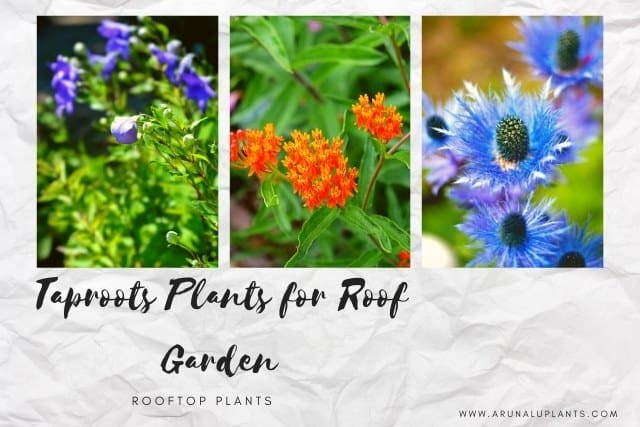 taproots plants for roof garden