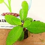 Akkapana | Bryophyllum pinnatum |  Life Plant