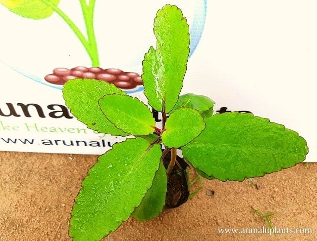 Life Plant | Akkapana | Bryophyllum pinnatum