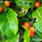 Himbutu | Salacia chinensis | Lolly Berry