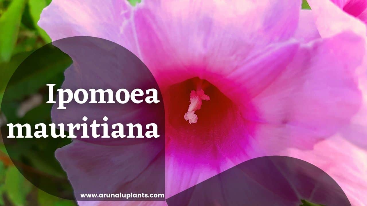 Read more about the article Ipomoea mauritiana | Giant Potato | Ksiravidari
