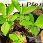 Kola Pathok | Euphorbia neriifolia