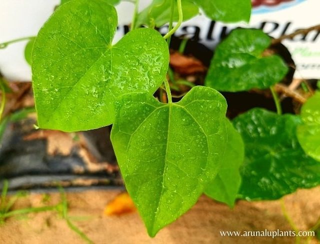 Rasakinda | Tinospora cordifolia | Guduchi