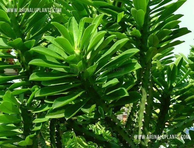 Kola Pathok | Euphorbia neriifolia | Indian Spurge Tree