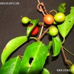Lolly Berry | Himbutu | Salacia chinensis |