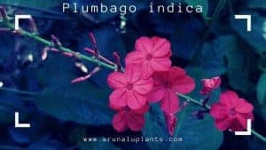 Plumbago indica
