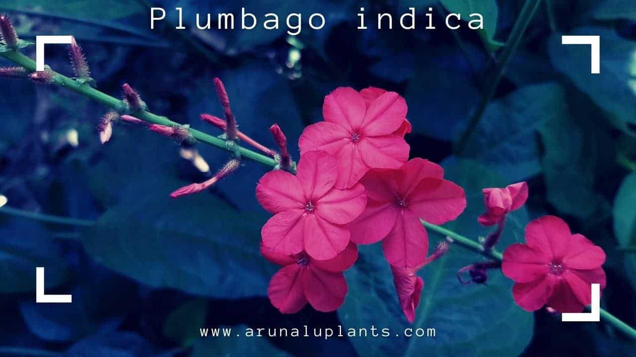 Plumbago indica