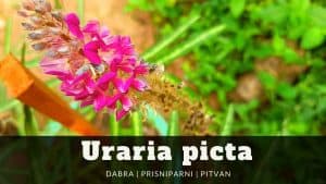Read more about the article Uraria picta | Prisniparni | Dabra