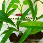 Lavulu | Pouteria campechiana | Cupcake Fruit