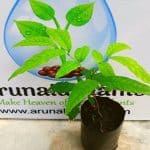 Gas Penela | Sapindus trifoliatus | Soapnut Tree