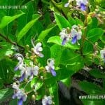 Kenhinda | Rotheca serrata | Blue Fountain Bush