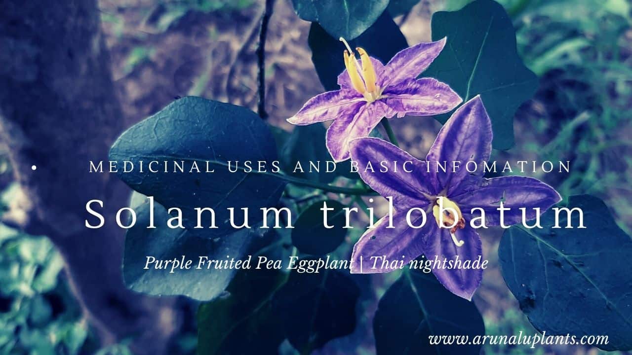Read more about the article Solanum trilobatum | Purple Fruited Pea Eggplant | Thai nightshade