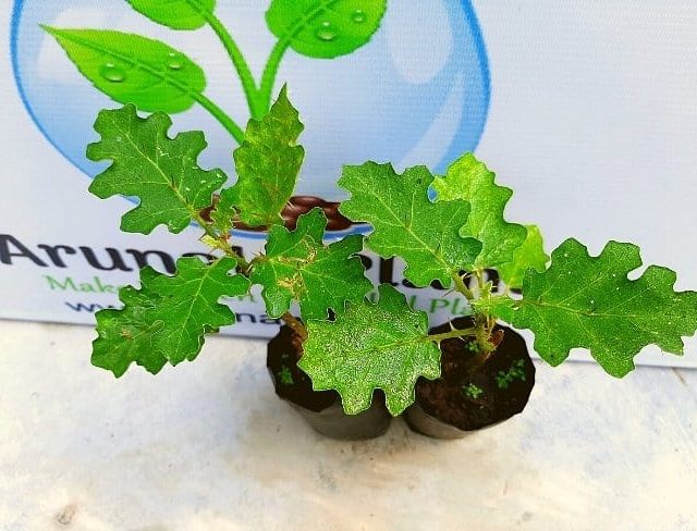 Thiththa Thibbotu | Solanum violaceum | Indian nightshade
