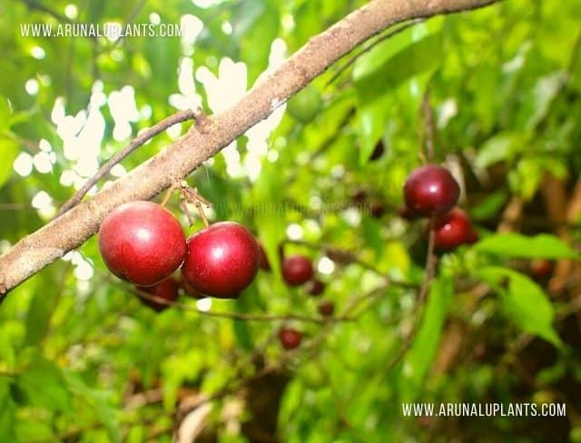 Uguressa | Governor’s plum | Flacourtia indica