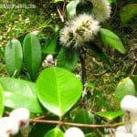 Yakada Maran | Syzygium zeylanicum | Yakul Maran