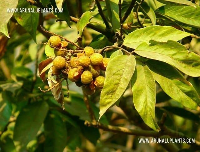 Gas Penela | Sapindus trifoliatus | Soapnut Tree