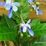 Kenhinda | Rotheca serrata | Blue Fountain Bush