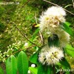 Yakada Maran | Syzygium zeylanicum | Yakul Maran