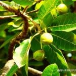 Mee Tree | Madhuca longifolia | Mahua Tree