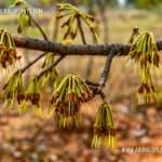 Mee Tree | Madhuca longifolia