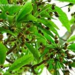 Mee Tree | Madhuca longifolia | Mahua Tree