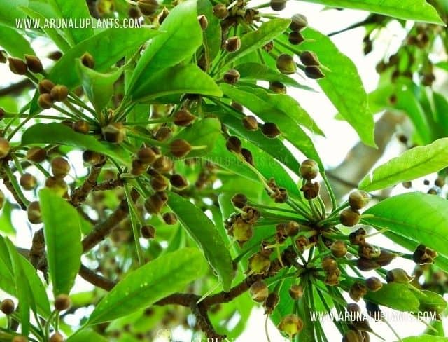 Mee Tree | Madhuca longifolia