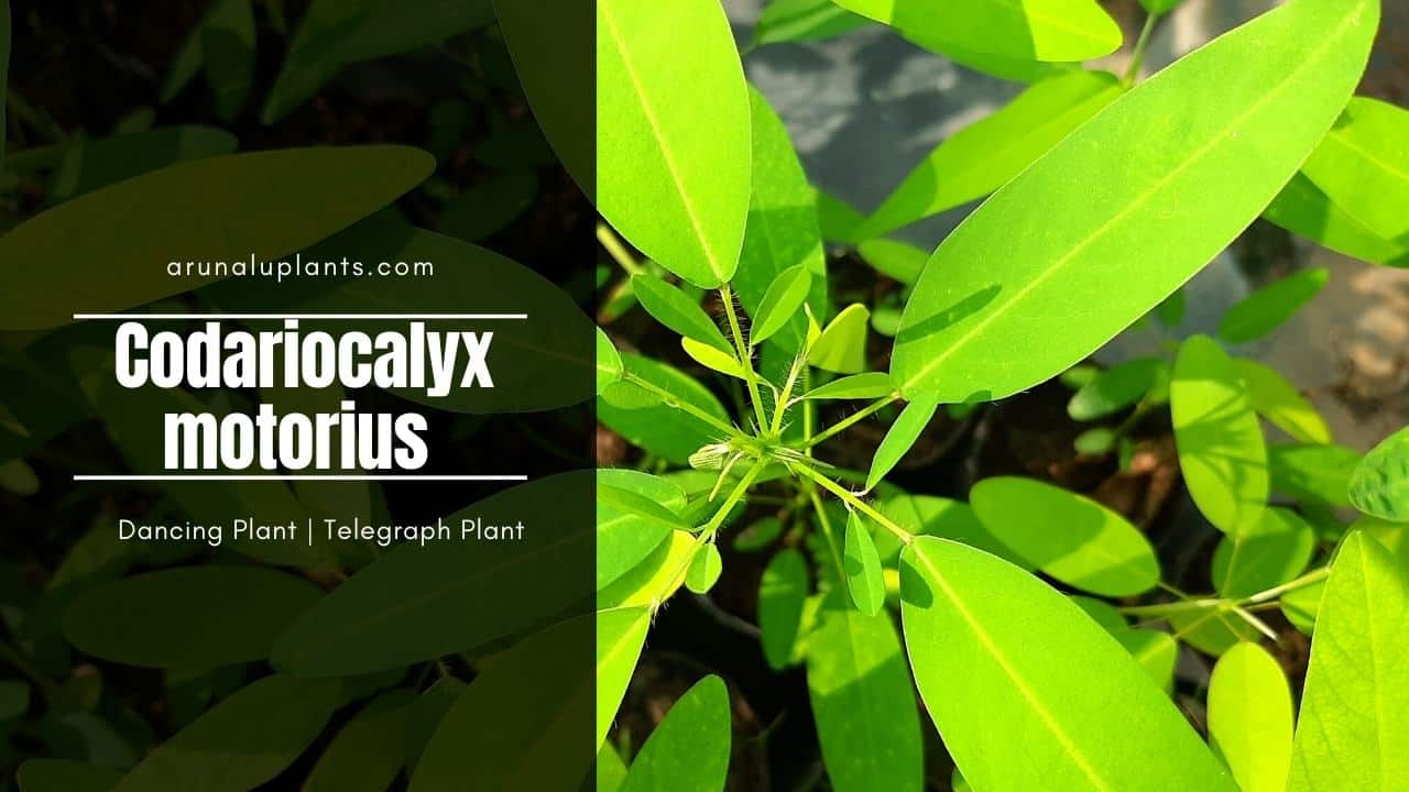 Read more about the article Codariocalyx motorius | Dancing Plant | Telegraph Plant