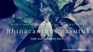 snake jasmine plant