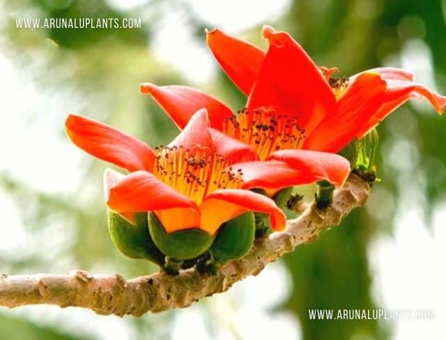 Katu Ibul | Bombax ceiba | Red Silk-Cotton Tree