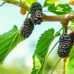 Mulberry | Abilla | Morus alba