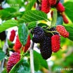 Mulberry | Abilla | Morus alba