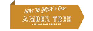 How to Grow & Care amber tree