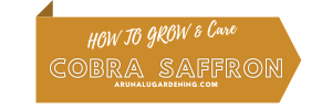 How to Grow & Care cobra saffron