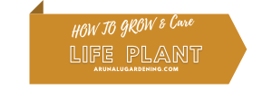 How to Grow & Care life plant