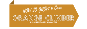 How to Grow & Care orange climber