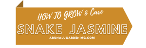 How to Grow & Care snake jasmine