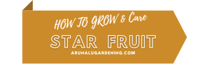 How to Grow & Care star fruit